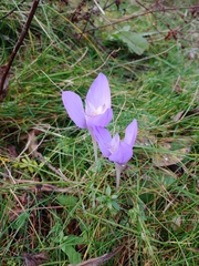 Crocus banaticus