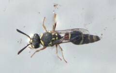 Paraleptomenes miniatus