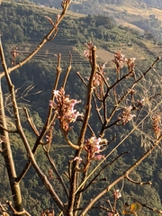 Wightia speciosissima