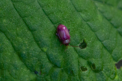 Oedionychina