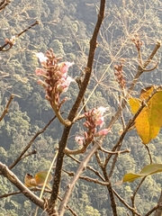 Wightia speciosissima