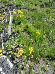 Helichrysum nudifolium