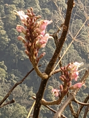 Wightia speciosissima