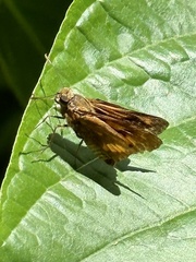Cephrenes augiades