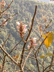 Wightia speciosissima