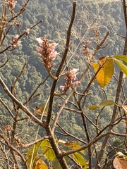 Wightia speciosissima