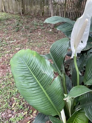 Spathiphyllum
