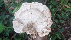 Fomitopsidaceae