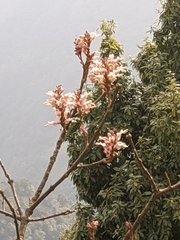 Wightia speciosissima