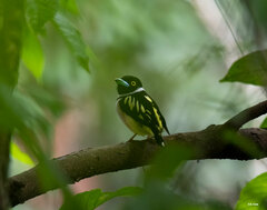 Eurylaimus ochromalus