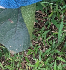 Clerodendrum infortunatum
