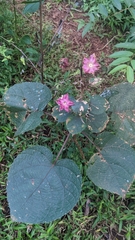 Clerodendrum infortunatum
