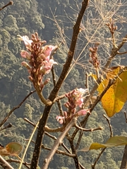 Wightia speciosissima
