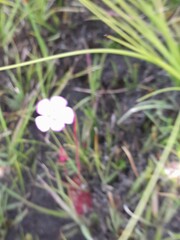 Drosera trinervia