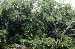 Ficus ingens ingens