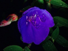 Melastoma sabahense