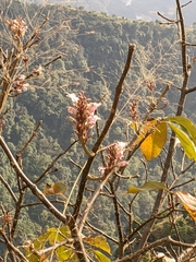 Wightia speciosissima