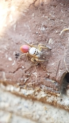 Habronattus decorus
