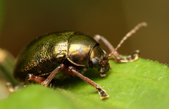 Colasposoma