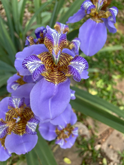 Trimezia coerulea