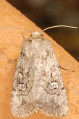 Nudorthodes texana