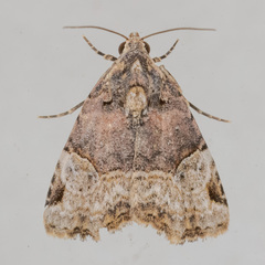 Ozarba catilina