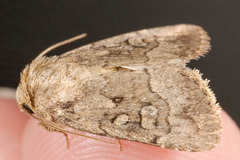 Nudorthodes texana