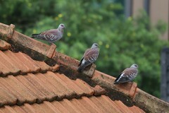 Columba guinea guinea