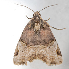 Ozarba catilina