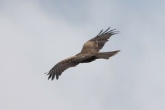 Milvus migrans parasitus