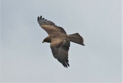 Milvus migrans parasitus
