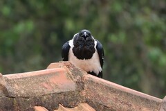 Corvus albus