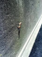 Anolis sagrei