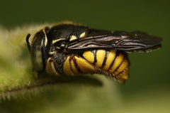 Pachyanthidium
