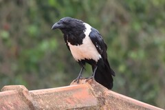 Corvus albus