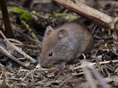 Clethrionomys gapperi