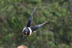 Corvus albus