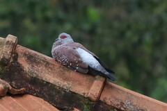 Columba guinea guinea