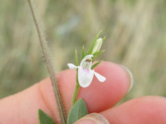 Justicia anagalloides