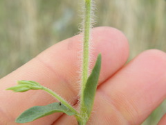 Justicia anagalloides