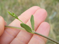 Justicia anagalloides