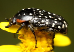 Oxythyrea marginalis