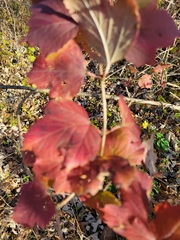 Viburnum acerifolium