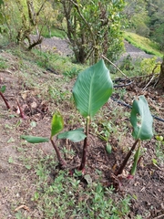 Canna indica