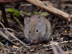 Clethrionomys gapperi