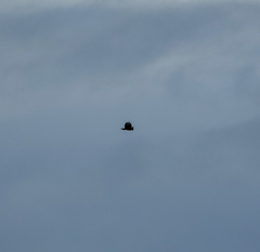 Buteo buteo rothschildi