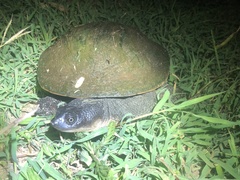 Chelodina