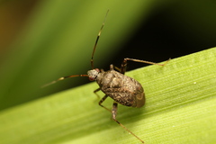 Proboscidocoris