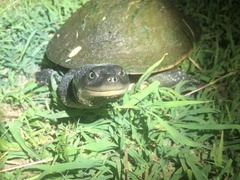 Chelodina