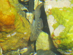 Caffrogobius nudiceps